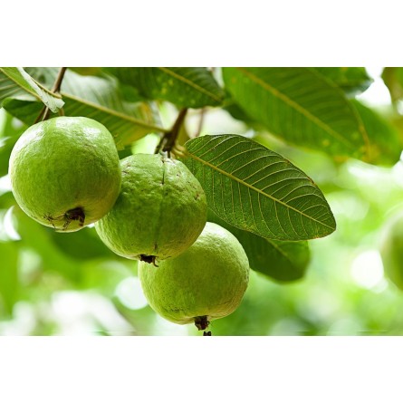 Guava Plant